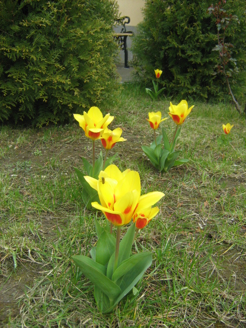 Kedvenc tavaszi tulipnjaim,a kertemben.